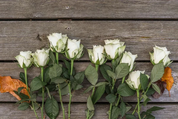 Rosas brancas em fundo de madeira — Fotografia de Stock