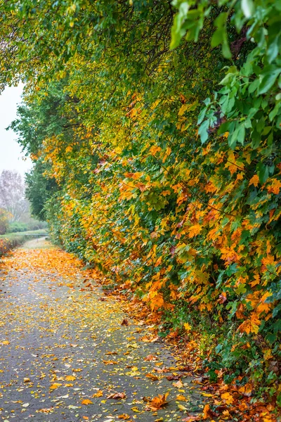 Park lane z jesiennych liści — Zdjęcie stockowe
