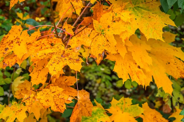 El arce amarillo otoñal en otoño — Foto de Stock