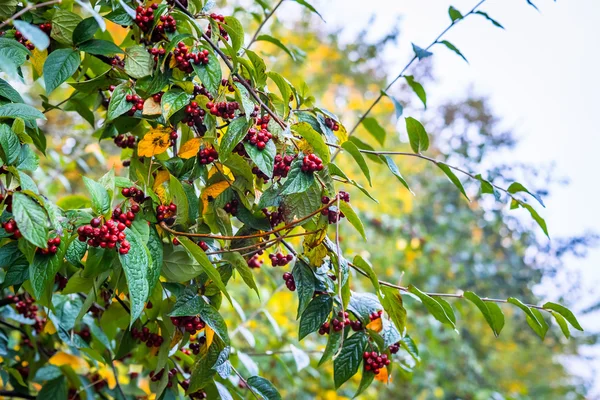 Bacche rosse in autunno — Foto Stock