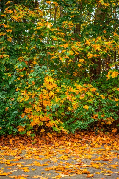 Осенний клен на тротуаре — стоковое фото