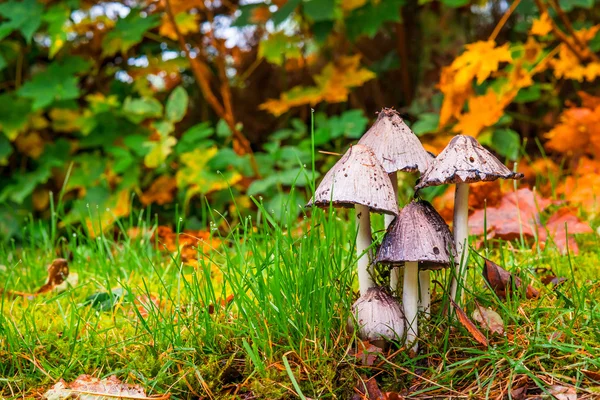 Mushrooms in the autumn forest — Stock Photo, Image