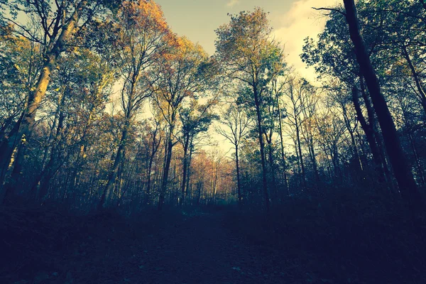 Forêt d'automne dans la soirée — Photo