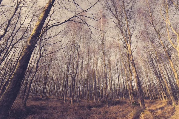 Björkträd utan löv i skogen — Stockfoto
