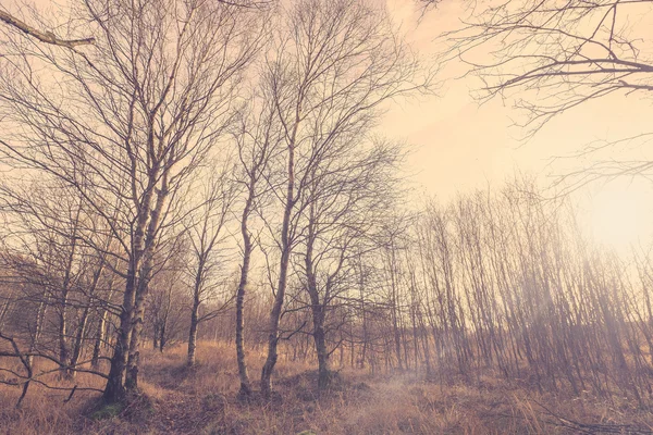 Forêt de bouleaux au Danemark — Photo