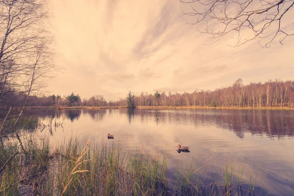 Idyllische Seenlandschaft mit Entenködern — Stockfoto