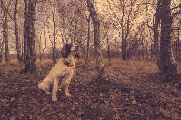 Perro sentado en el bosque — Foto de Stock