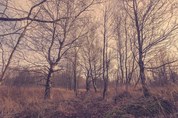 Les arbres dans un paysage d'automne — Photo