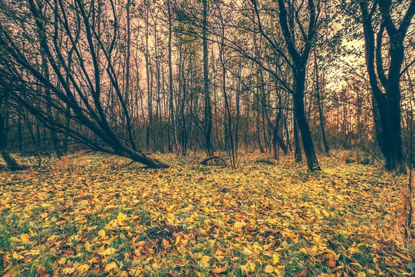 Färgglada löv på marken i skogen — Stockfoto