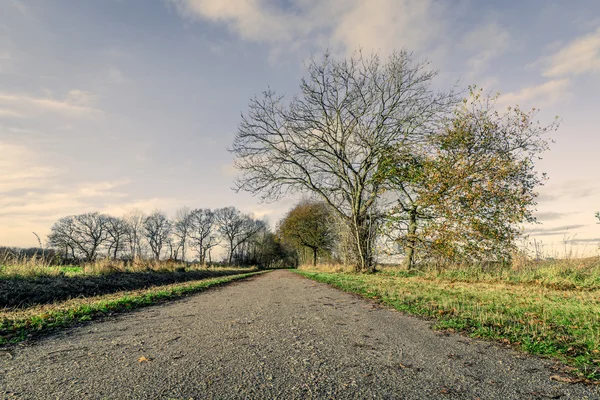 Doğa yolu ile çıplak ağaçlar — Stok fotoğraf