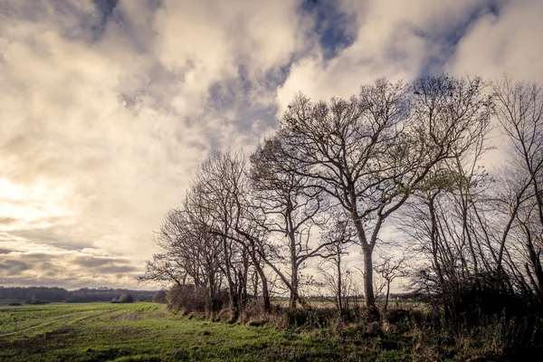 Donkere bomen door een veld — Stockfoto