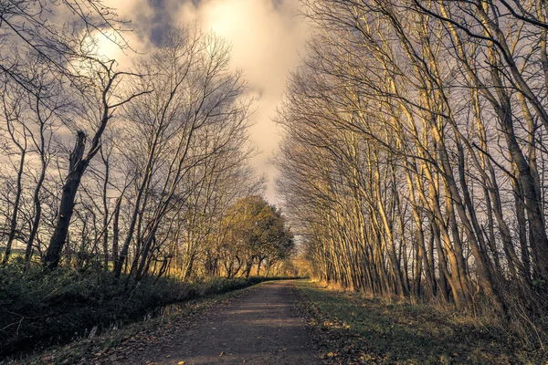 Árvores altas sem folhas por uma estrada de natureza — Fotografia de Stock
