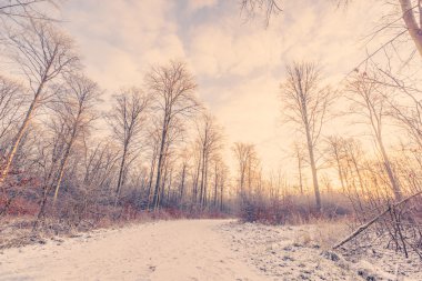 Karla kaplı orman iz