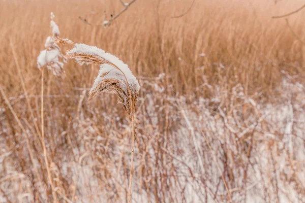 Snö på fryst växter — Stockfoto