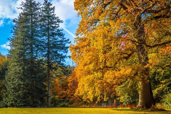Bomen in een park in het najaar — Stockfoto