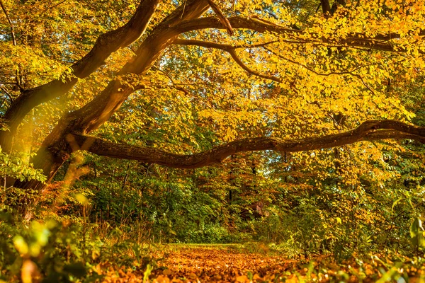 Forêt colorée à l'automne — Photo