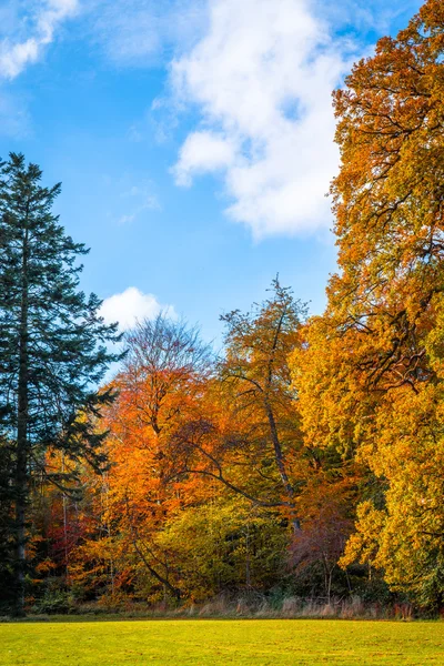 秋のカラフルな木がある公園 — ストック写真