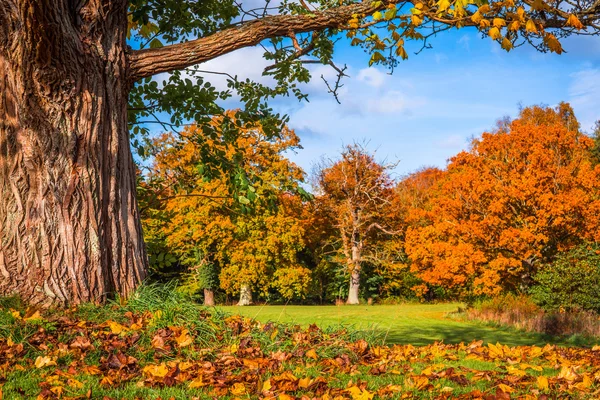 Herbstlaub unter einem großen Baum — Stockfoto