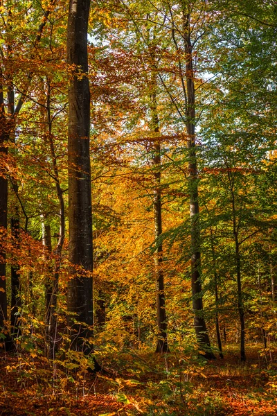 Floresta com árvores altas no outono — Fotografia de Stock