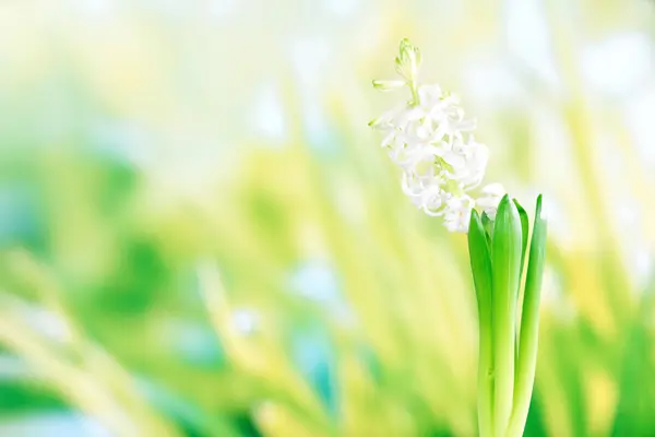 Fiore di giacinto in erba verde — Foto Stock