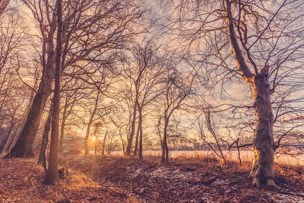 जंगलात हिवाळा सकाळी — स्टॉक फोटो, इमेज