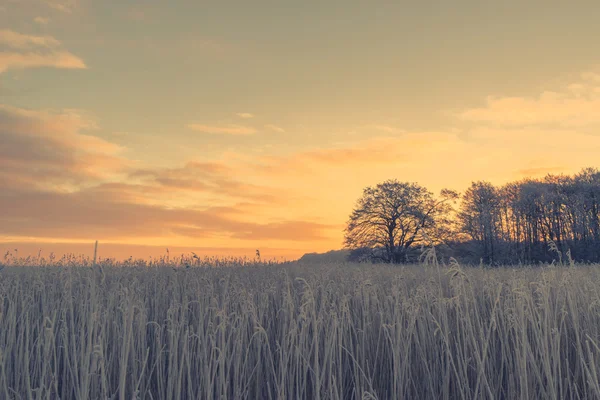 Nascer do sol do campo com um campo gelado — Fotografia de Stock