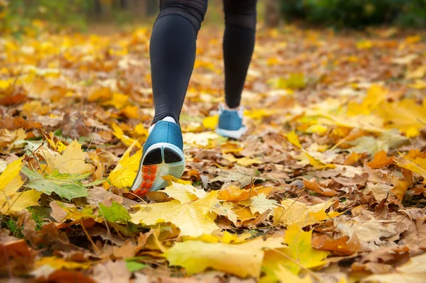 Mañana corre por el bosque Fotos de stock