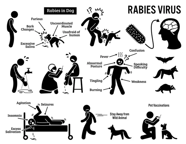 Wirus wścieklizny w ludzi i zwierząt Stick Figure piktogram ikony — Wektor stockowy