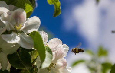 Arılar elma çiçeklerinden bal toplarlar.