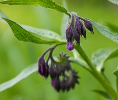 Yaz aylarında çimenlerin üzerinde mor renkte çiçekler.