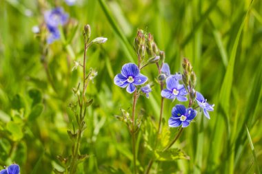 Çayırlarda, güneş ışığının altındaki çimlerde mavi kır çiçekleri