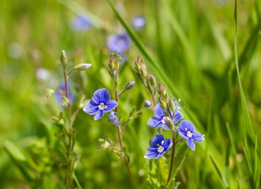 Çayırlarda, güneş ışığının altındaki çimlerde mavi kır çiçekleri