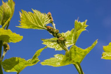 İlkbaharda asma çiçek açar.