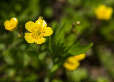 Sarı kır çiçekleri çimlerin üzerinde güneş ışığında çayırların üzerinde