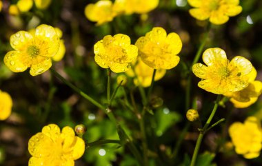 Sarı kır çiçekleri çimlerin üzerinde güneş ışığında çayırların üzerinde