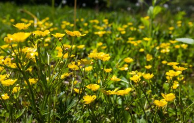 Sarı kır çiçekleri çimlerin üzerinde güneş ışığında çayırların üzerinde