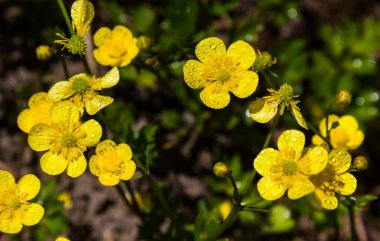 Sarı kır çiçekleri çimlerin üzerinde güneş ışığında çayırların üzerinde