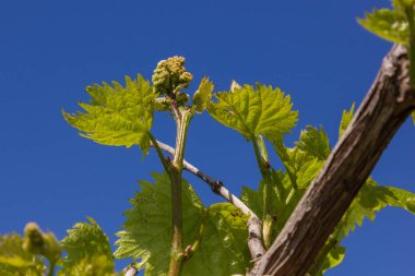 İlkbaharda asma çiçek açar.