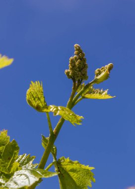 İlkbaharda asma çiçek açar.