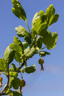 Olgunlaşmamış bektaşi üzümleri bahçedeki çalıların üzerinde güneş ışığı altında