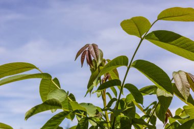 Ceviz yaprakları güneşli bir günde baharda çiçek açar.