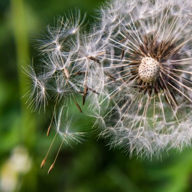 Karahindiba yağmurdan sonraki güneşli bir günde tohum üretir. Su damlaları süslenir