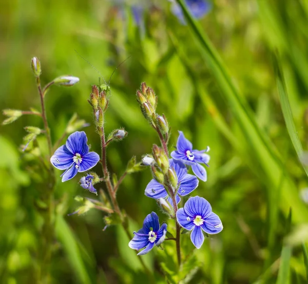 Blå Vildblommor Gräset Ängarna Solljuset — Stockfoto