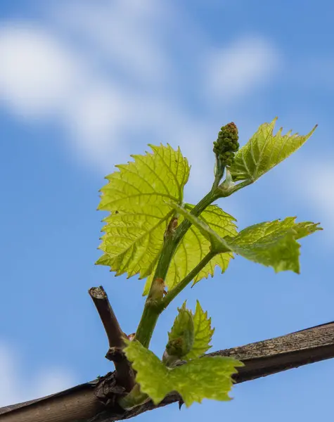 Vine Blooms Spring — Zdjęcie stockowe