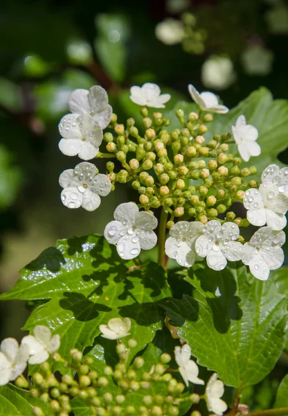 Viburnum blooms in the garden in the sun. green leaves adorn the bush.