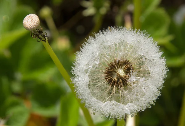 Dandelion Produces Seeds Sunny Day Rain Drops Water Adorn — Stockfoto