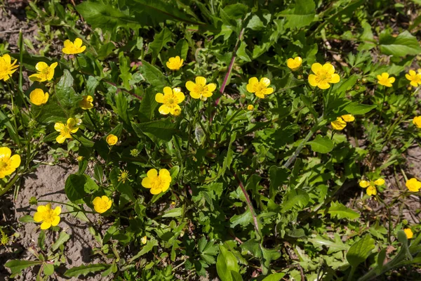Yellow Wildflowers Grass Meadows Sunlight — Stockfoto