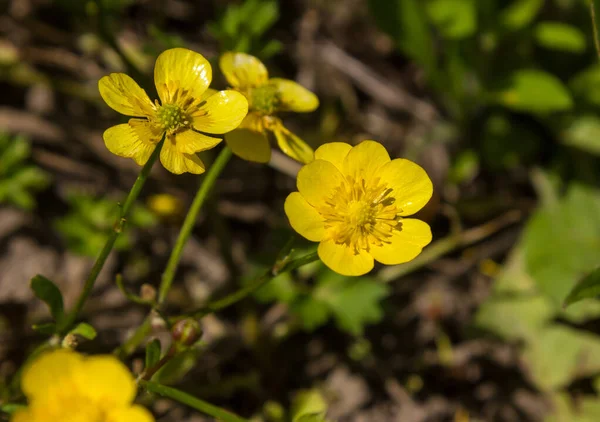 太陽の光が差し込む草原の草の中の黄色い野の花 — ストック写真