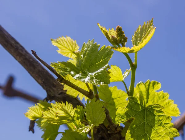 Vine Blooms Spring — Stock Photo, Image