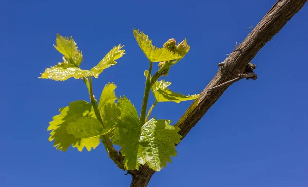 Vine Blooms Spring — Zdjęcie stockowe